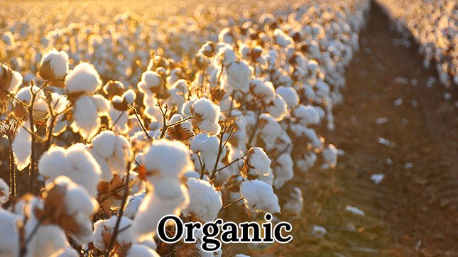 Organic Fabric