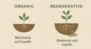 RegenAgri-certified cotton